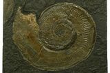 Fossil Ammonite (Harpoceras) - Posidonia Shale, Germany #377991-1